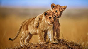 Lion Cub Friends Wallpaper