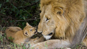 Lion Cub Hissing On Dad Wallpaper