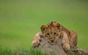 Lion Cub Hugging A Boulder Wallpaper