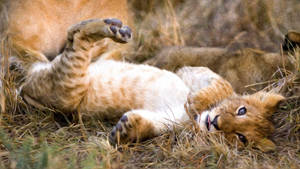 Lion Cub Lying On Back Wallpaper