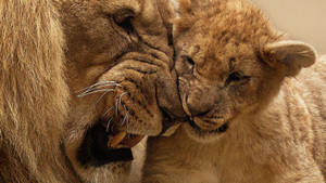 Lion Cub Nuzzle Wallpaper