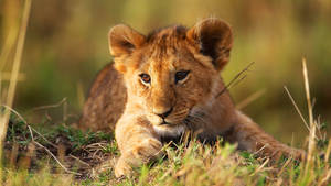 Lion Cub On Sunlit Grass Wallpaper