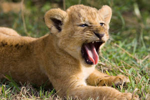 Lion Cub Open Mouth Wallpaper