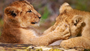 Lion Cub Paw On Face Wallpaper