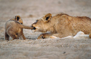Lion Cub Playing With Lioness Wallpaper