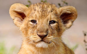 Lion Cub Portrait Wallpaper