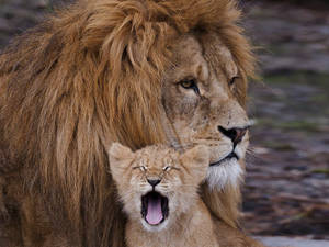 Lion, Cub, Ravenous, Beast, Yawn Wallpaper