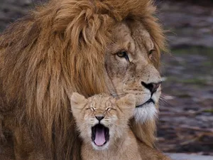 Lion, Cub, Ravenous, Beast, Yawn Wallpaper