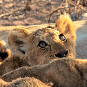 Lion Cub Wide Eyes Wallpaper