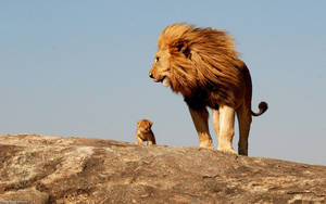 Lion Cub With Dad On Top Wallpaper