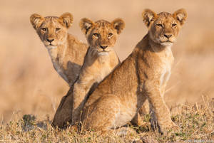 Lion Cubs On Sunny Field Wallpaper