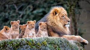 Lion Cubs With Pride Male Wallpaper