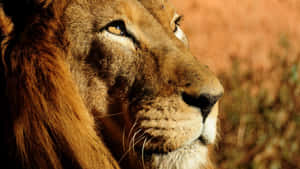 Lion Face Brown Eyes Wallpaper