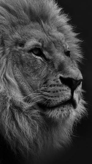 Lion From Dark Iphone Wallpaper