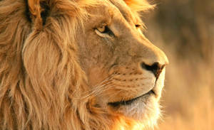 Lion Head In The Jungle Wallpaper
