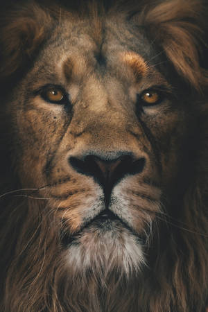 Lion Head Portrait Wallpaper