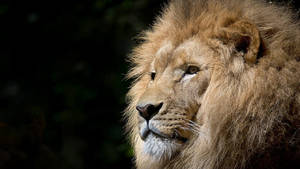 Lion Head Side Angle Wallpaper