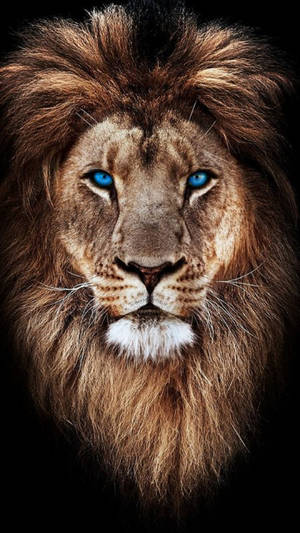 Lion Head With Blue Eyes Wallpaper