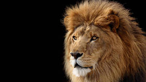 Lion Head With Fluffy Mane Wallpaper