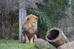 Lion In Captivity Wallpaper