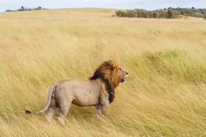 Lion In Field Wallpaper
