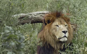 Lion In Tall Grass Wallpaper