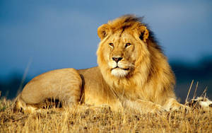 Lion, King Of Beasts, Lie, Look, Mane Wallpaper