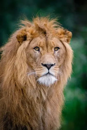 Lion, King Of Beasts, Muzzle Wallpaper