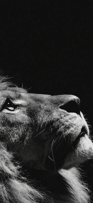 Lion Looking Up Black Apple Iphone Wallpaper
