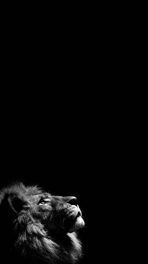 Lion Looking Up Solid Black Iphone Wallpaper