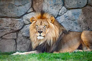 Lion Near Stone Wall Wallpaper