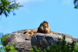 Lion On Overlooking Rock Wallpaper