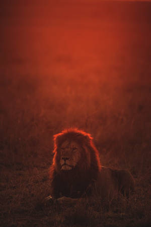 Lion On Red Sunset Wallpaper