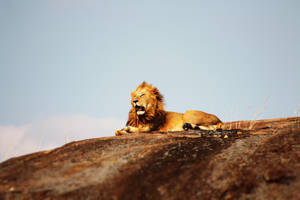 Lion On Top Of Cliff Wallpaper