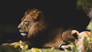 Lion Pride In The Shade Wallpaper