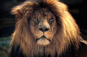 Lion's Head Close-up Wallpaper