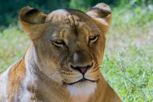 Lion Screensavers Wallpaper