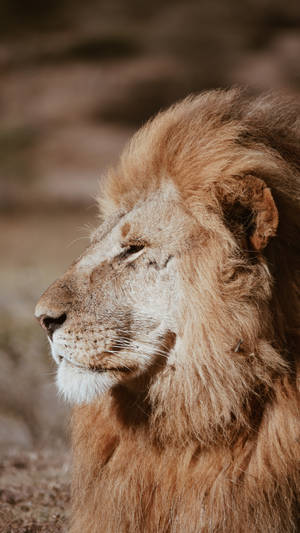 Lion Side Profile Wallpaper