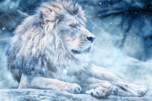 Lion, Snow, Big Cat, King Of Beasts Wallpaper