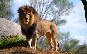Lion Sun Outdoor Wallpaper
