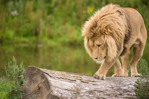 Lion Walking On Log Wallpaper