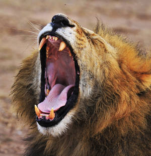 Lion Yawning Wide Wallpaper