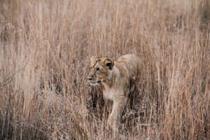 Lioness Hiding In Grassland Wallpaper