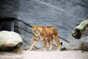Lioness In Zoo Wallpaper