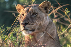 Lioness Looking Ahead Wallpaper