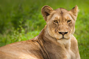 Lioness On A Green Field Wallpaper