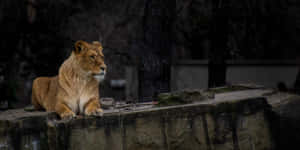 Lioness On A Platform Wallpaper