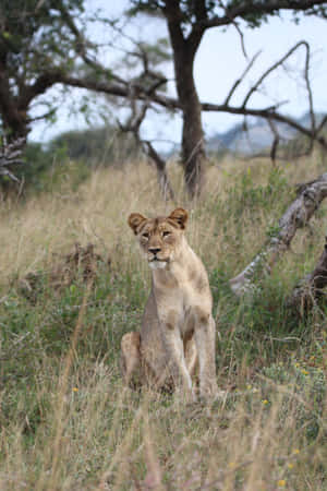 Lioness Sitting In The Wild Wallpaper