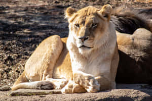 Lioness With A Serious Face Wallpaper