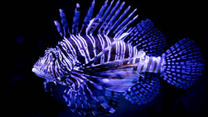 Lionfish Is A Beautiful Fish Wallpaper